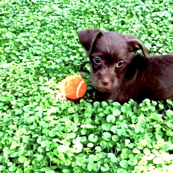 😘🐾Need A Smile? Silly & Sweet Puppy Break! 🐾😘 - Picture 3 of 12